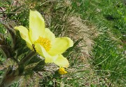 59 Pulsatilla alpina sulphurea (Anemone alpino)